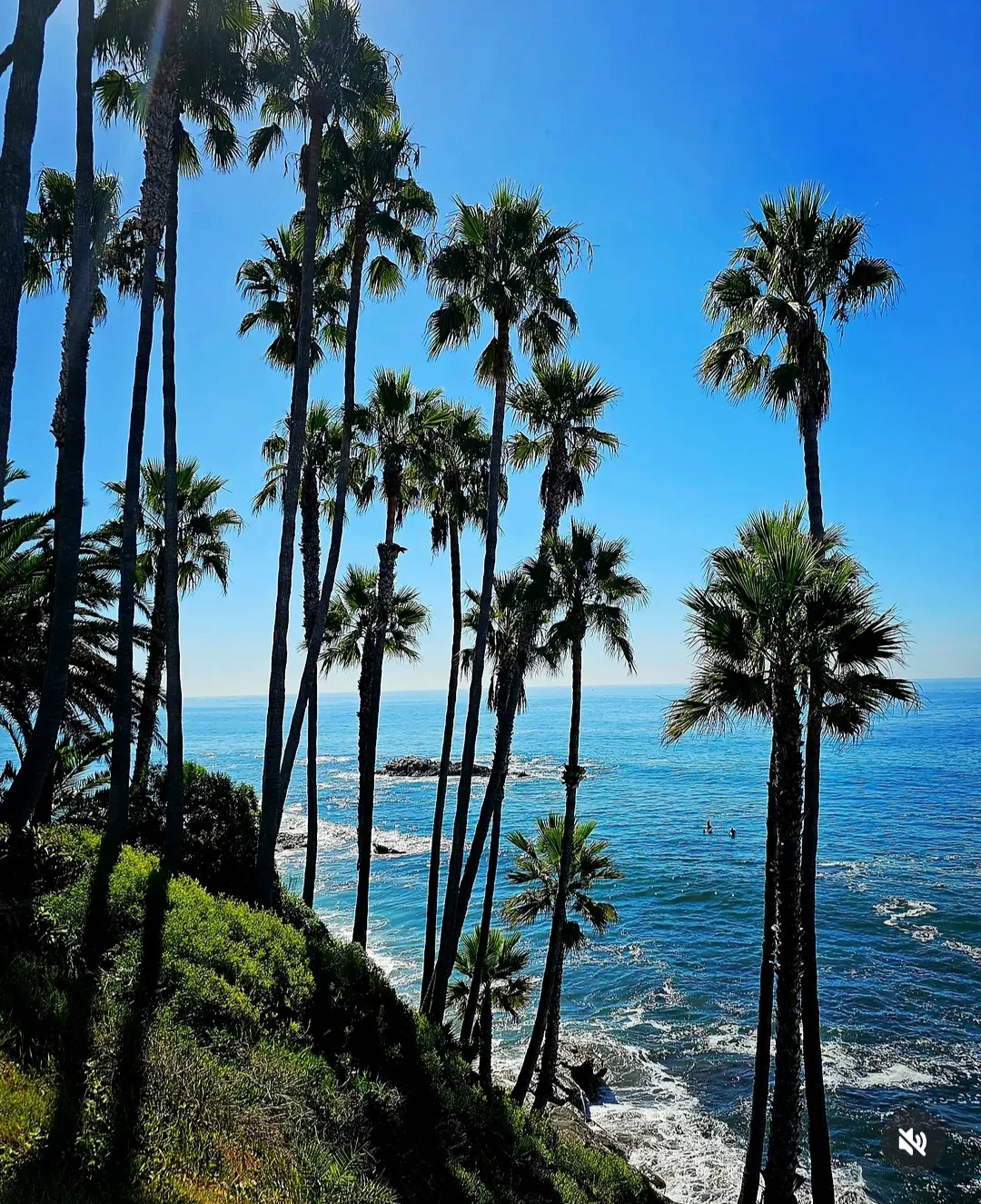Tall palm trees above a rocky ocean coastline